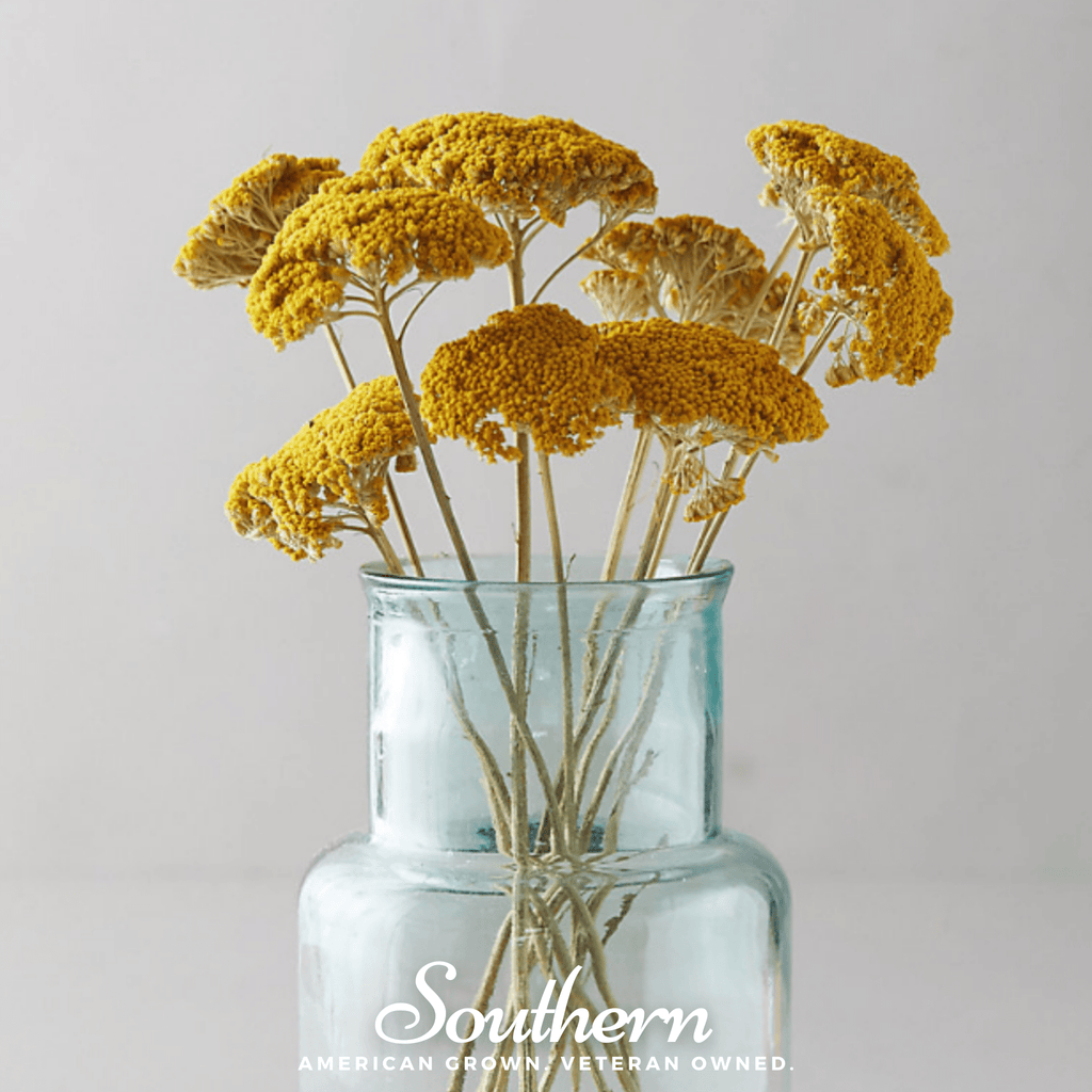 Golden Parker Yarrow – 100 Seeds Southern Seeds