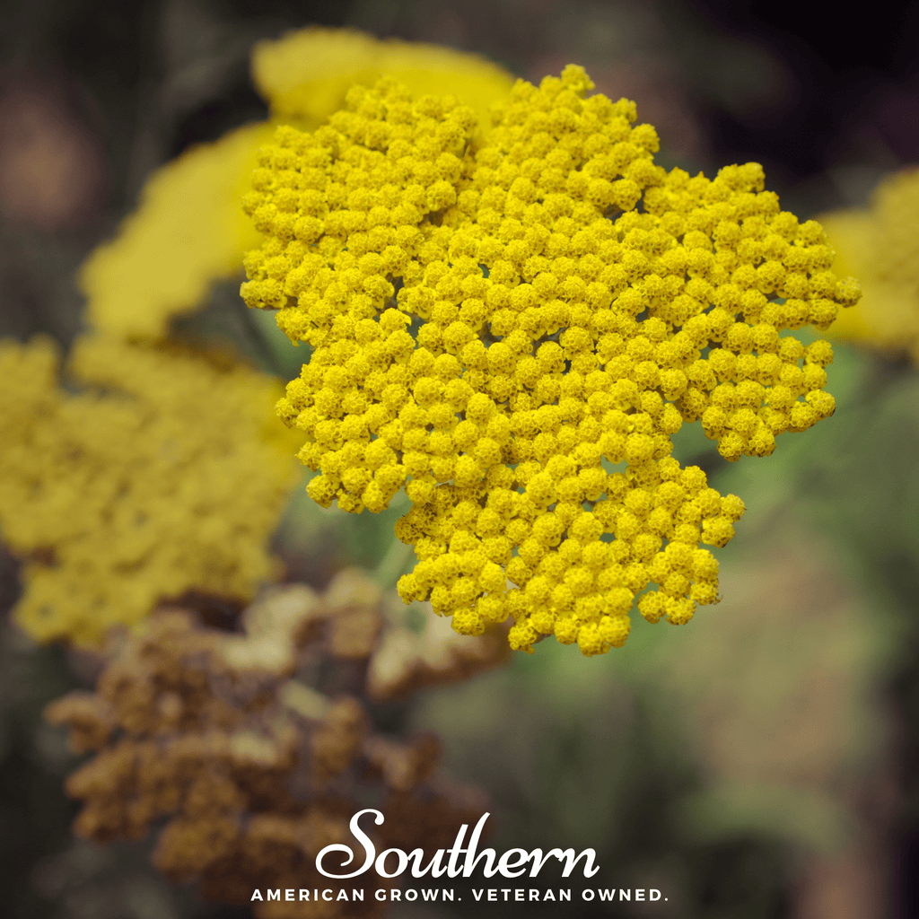 Golden Parker Yarrow – 100 Seeds Southern Seeds
