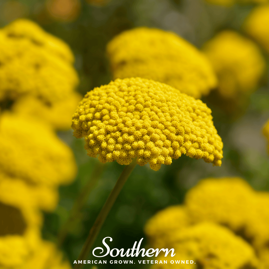 Golden Parker Yarrow – 100 Seeds Southern Seeds