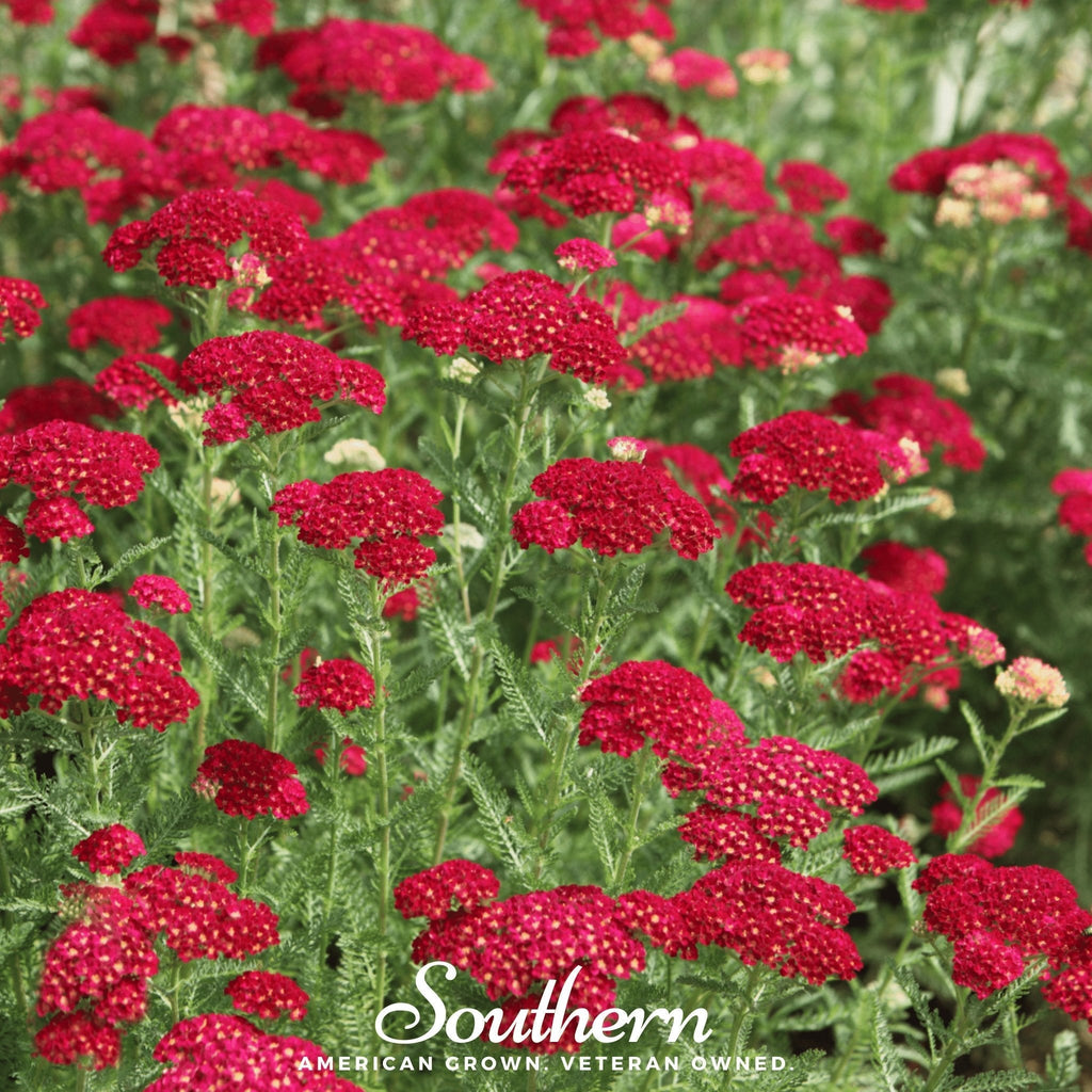 Red Yarrow – 100 Seeds Southern Seeds