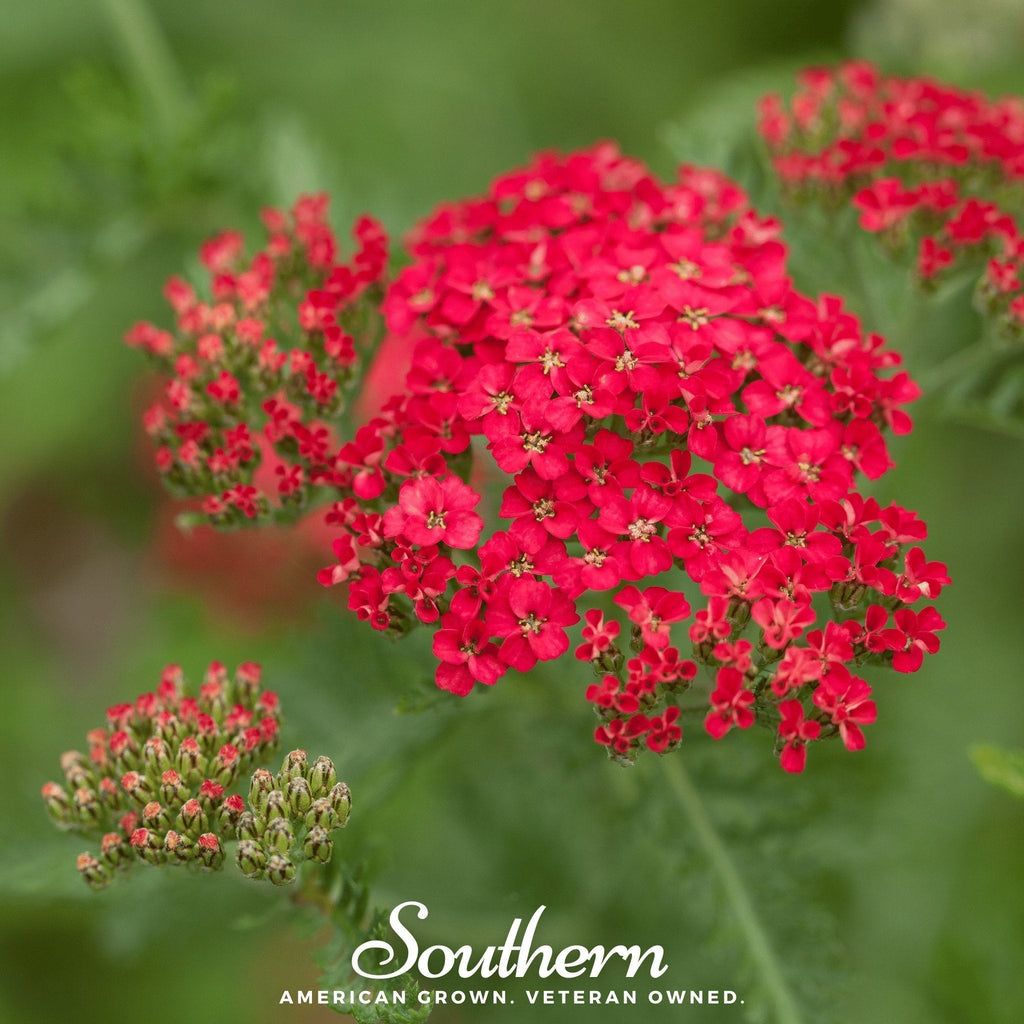 Red Yarrow – 100 Seeds Southern Seeds