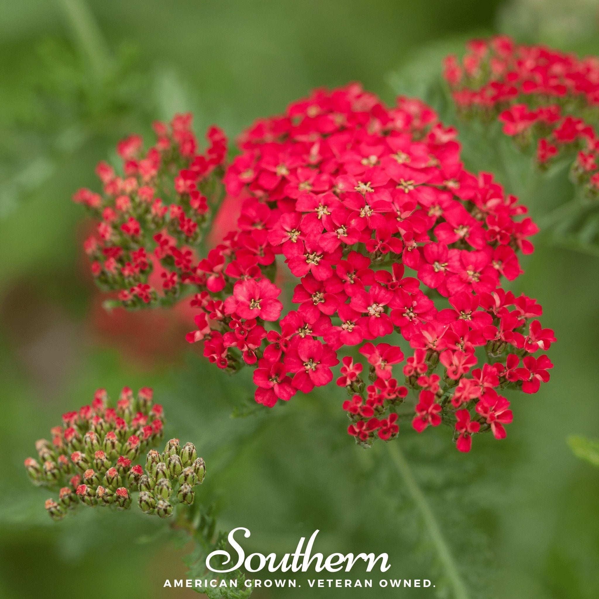 Red Yarrow – 100 Seeds Southern Seeds