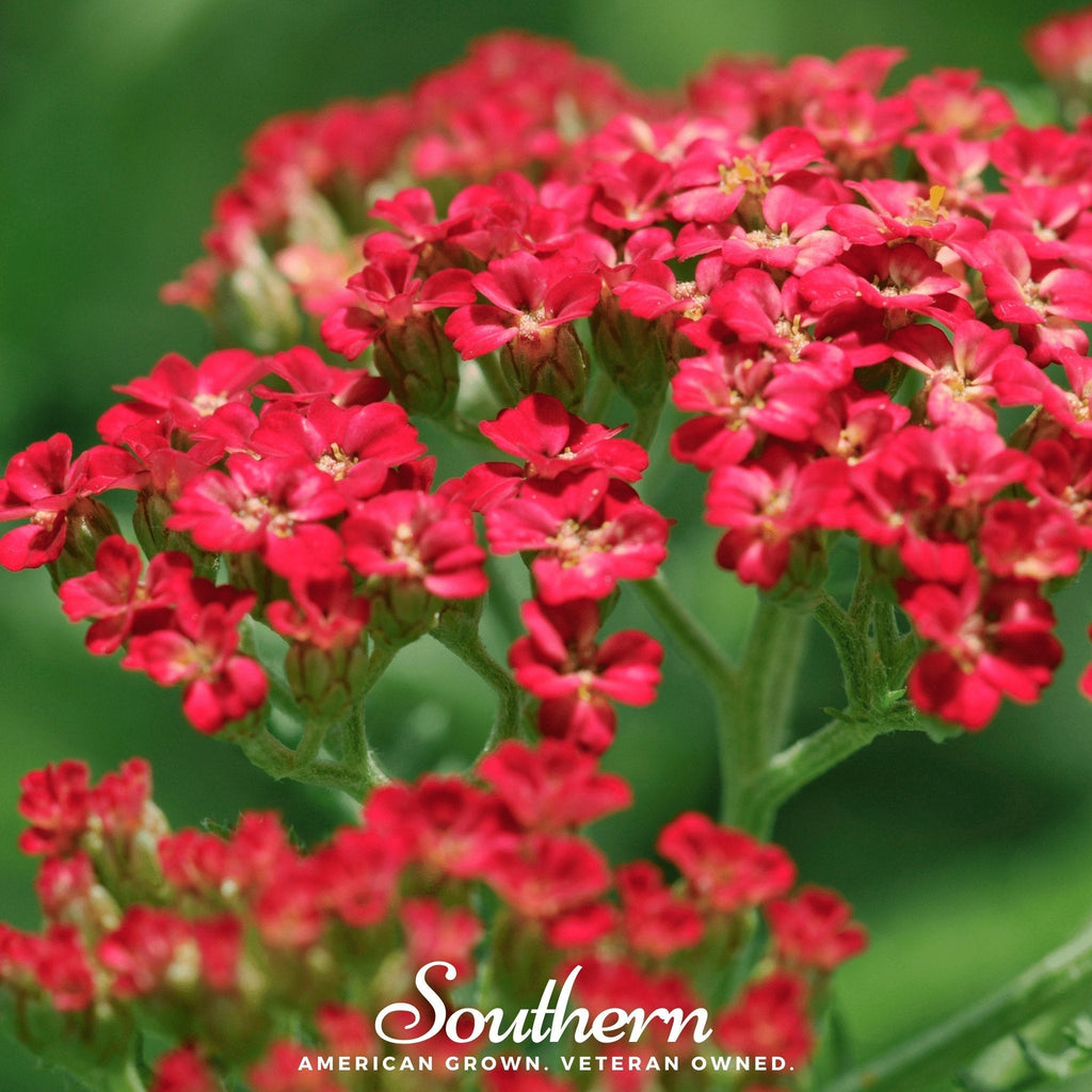 Red Yarrow – 100 Seeds Southern Seeds