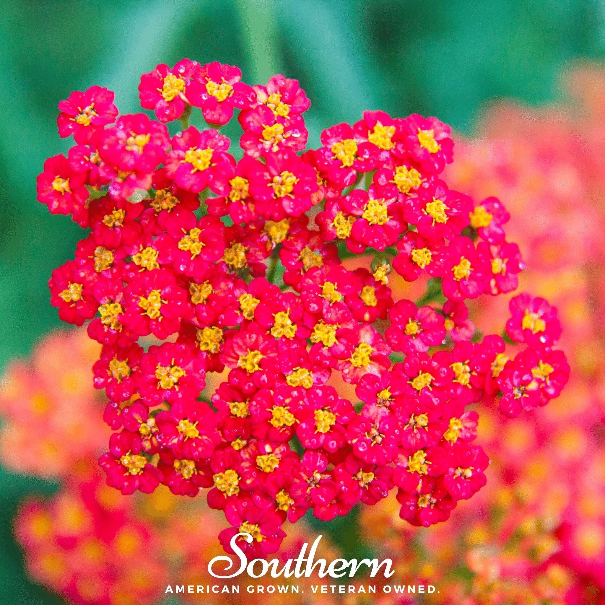 Red Yarrow – 100 Seeds Southern Seeds