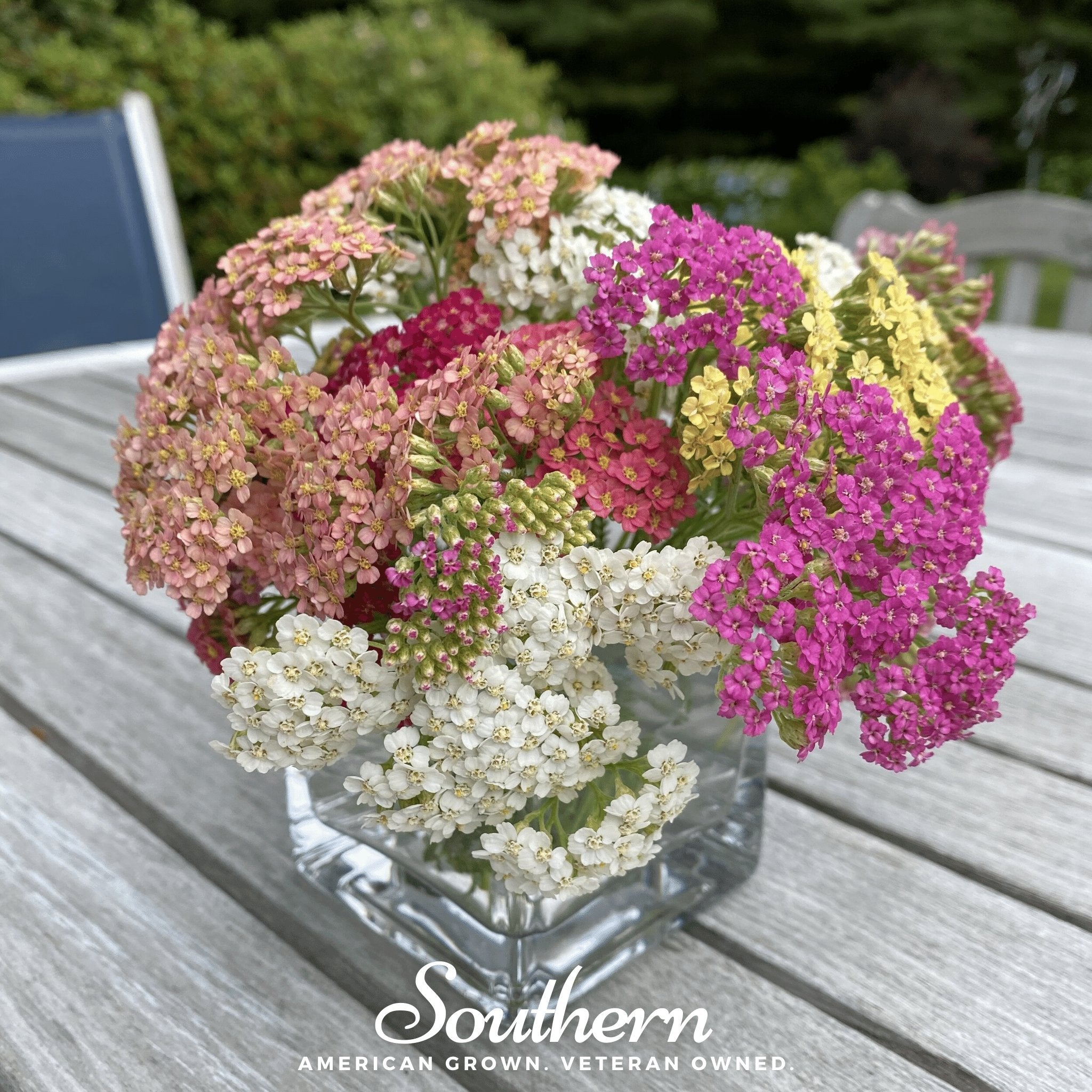 Summer Berries Yarrow Mix – 50 Seeds Southern Seeds