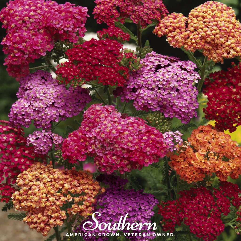 Summer Berries Yarrow Mix – 50 Seeds Southern Seeds