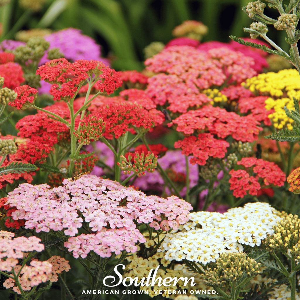 Summer Berries Yarrow Mix – 50 Seeds Southern Seeds