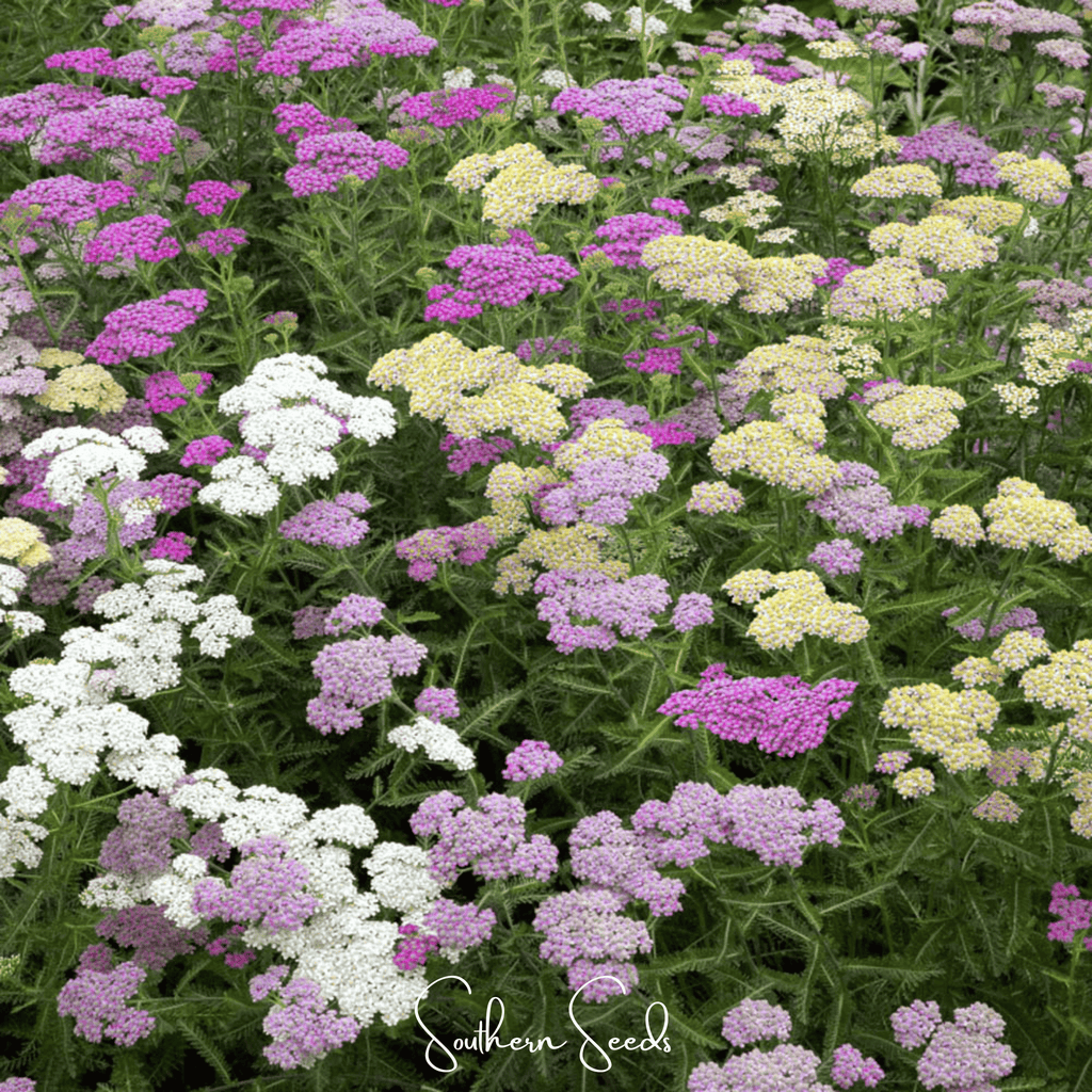 Summer Pastels Yarrow – 50 Seeds Southern Seeds
