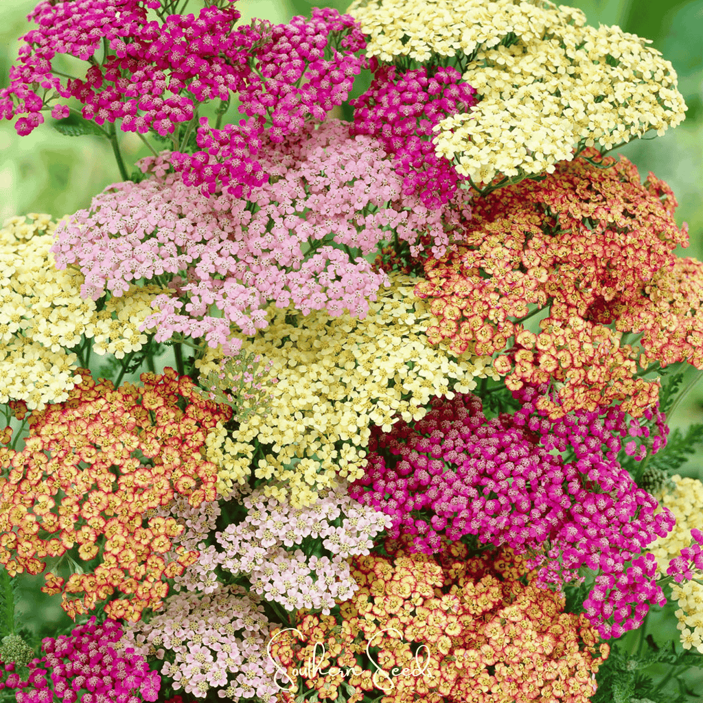 Summer Pastels Yarrow – 50 Seeds Southern Seeds
