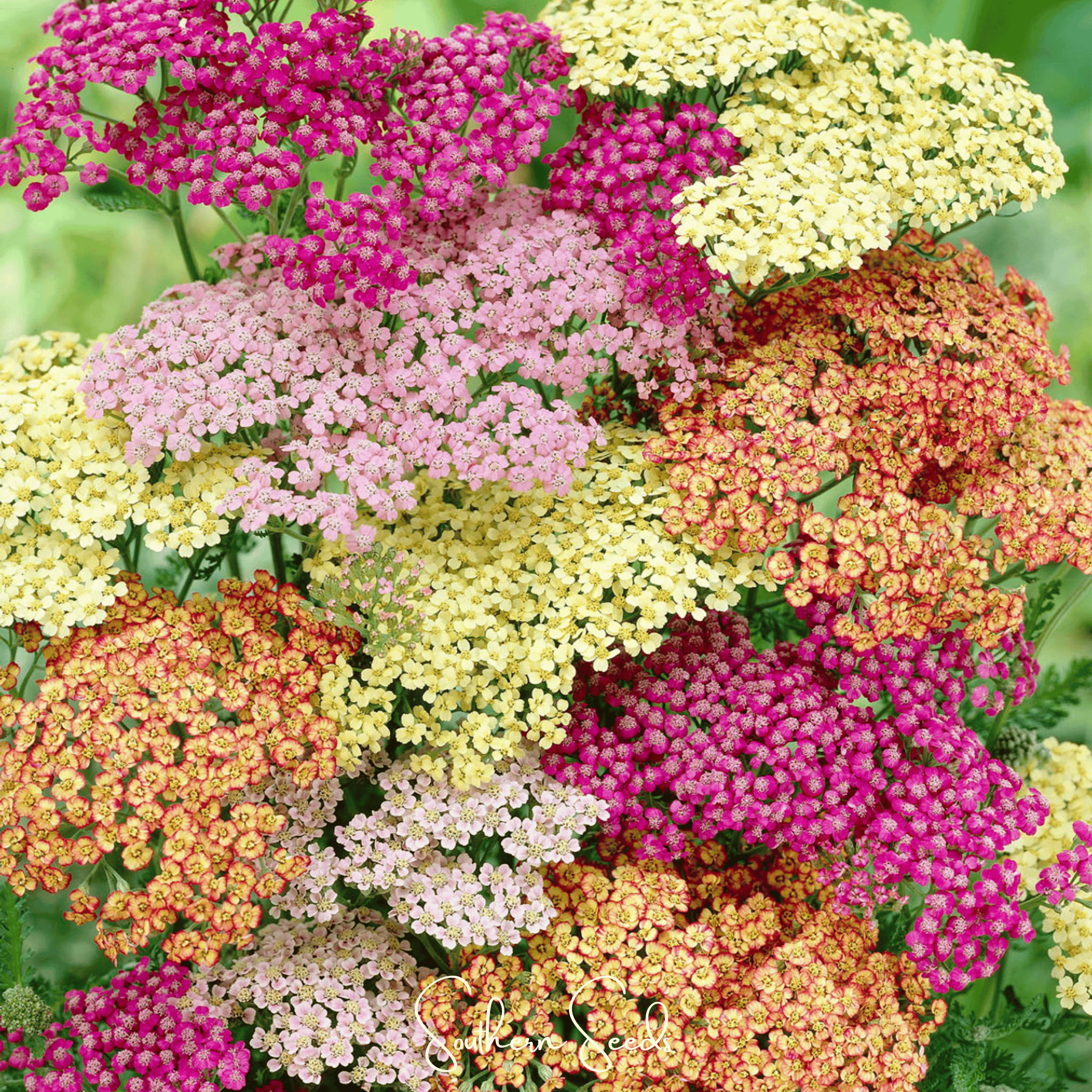 Summer Pastels Yarrow – 50 Seeds Southern Seeds