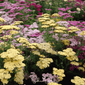 Summer Pastels Yarrow – 50 Seeds Southern Seeds