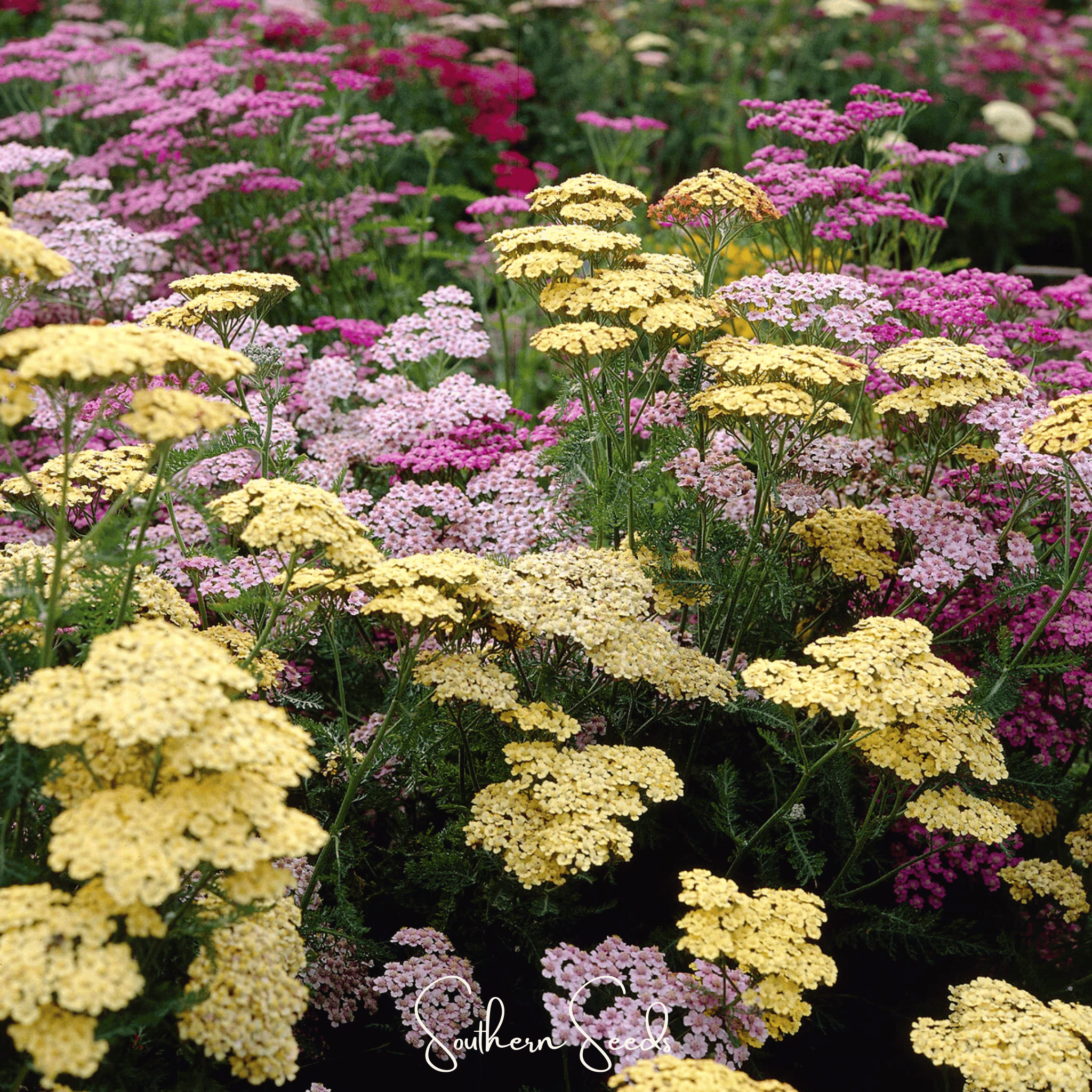 Summer Pastels Yarrow – 50 Seeds Southern Seeds