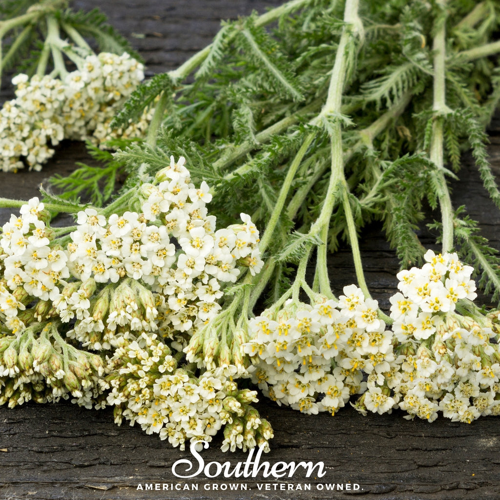 White Yarrow – 100 Seeds Southern Seeds