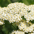 White Yarrow – 100 Seeds Southern Seeds