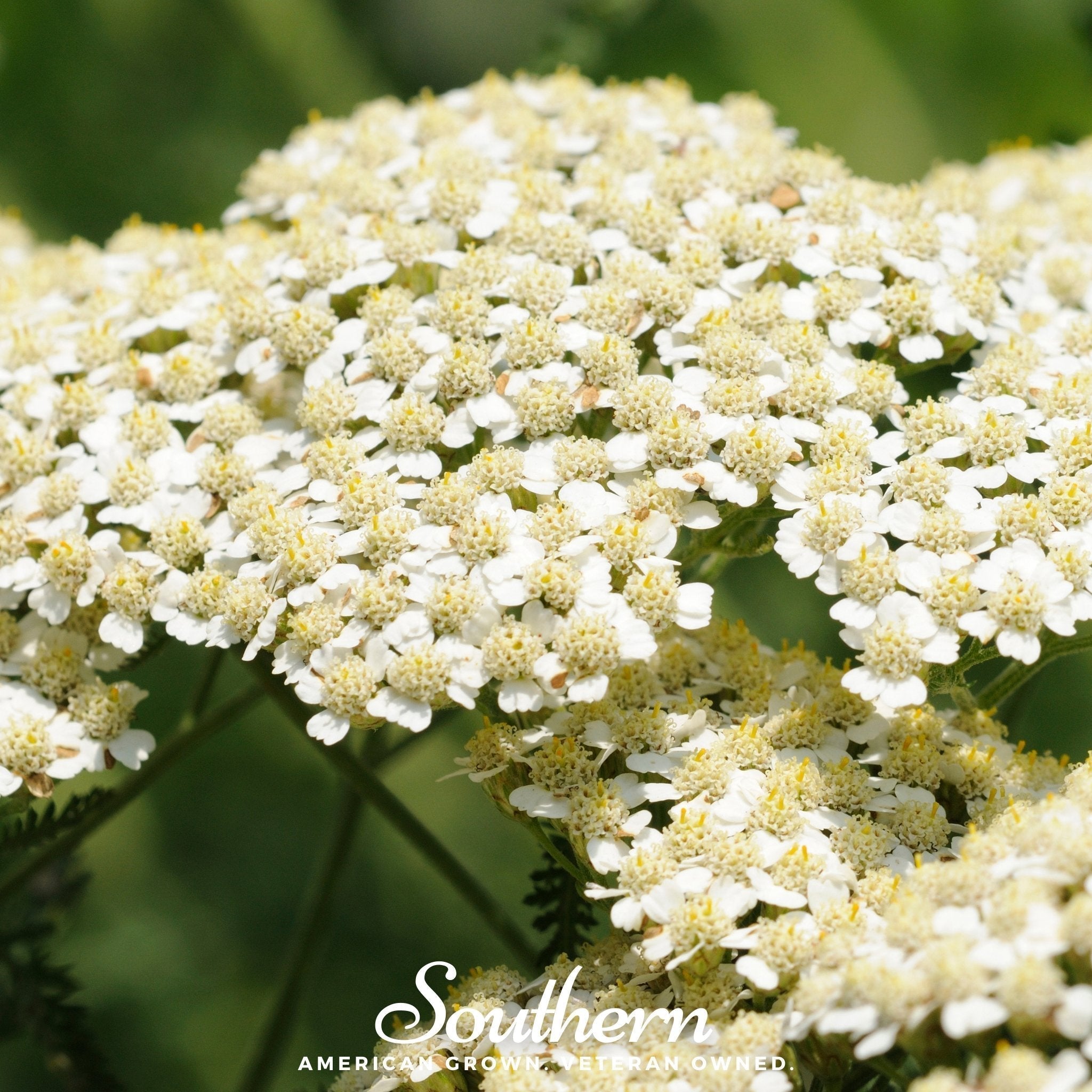 White Yarrow – 100 Seeds Southern Seeds