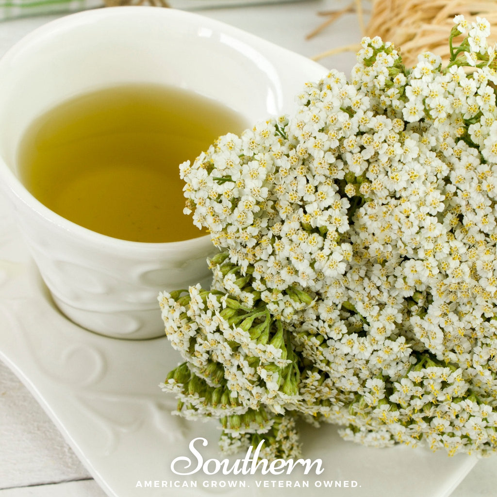 White Yarrow – 100 Seeds Southern Seeds