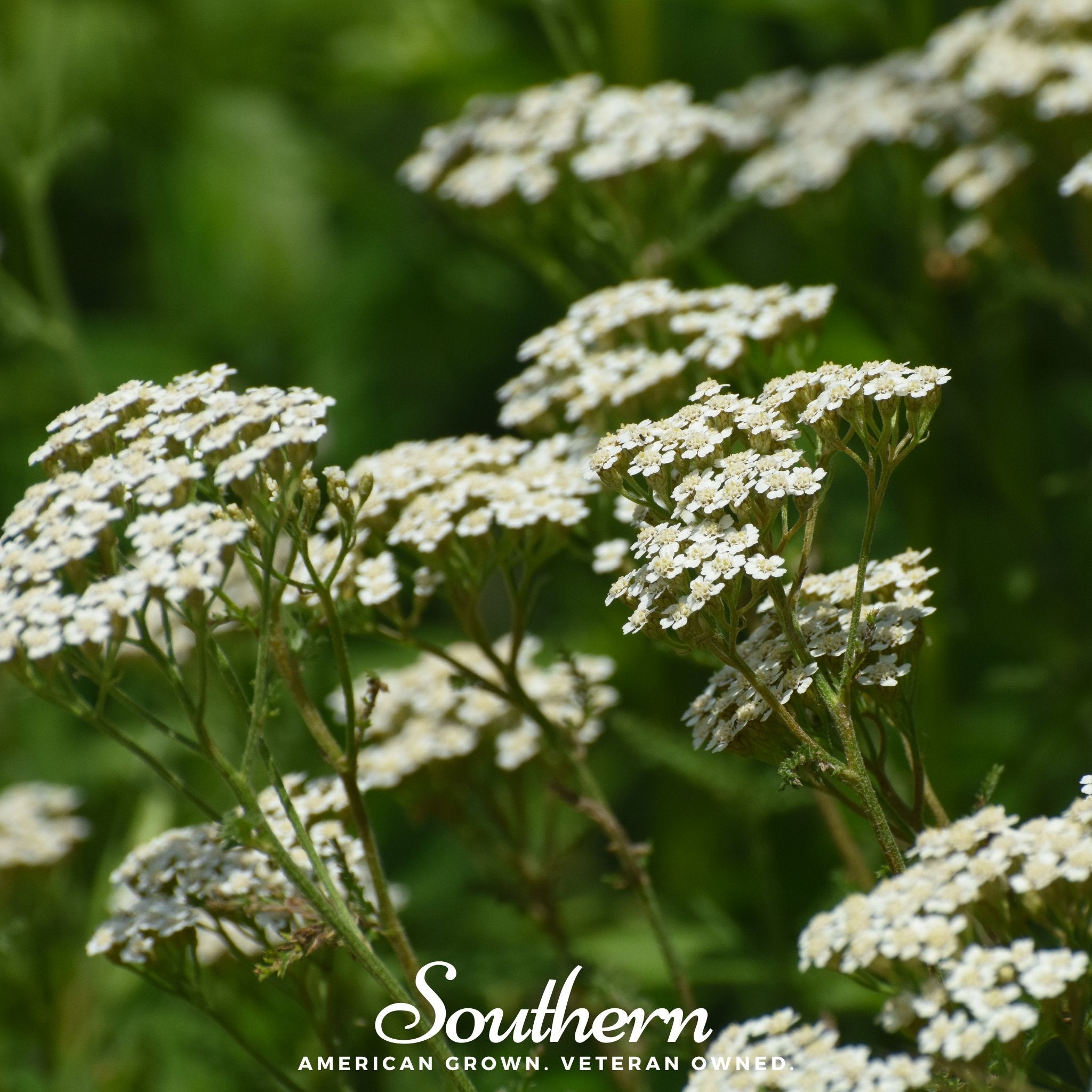 White Yarrow – 100 Seeds Southern Seeds