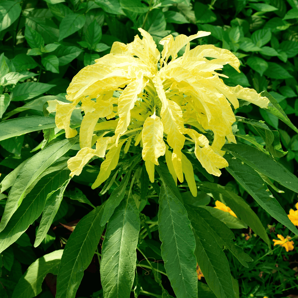 Yellow Amaranth – 100 Seeds Southern Seeds