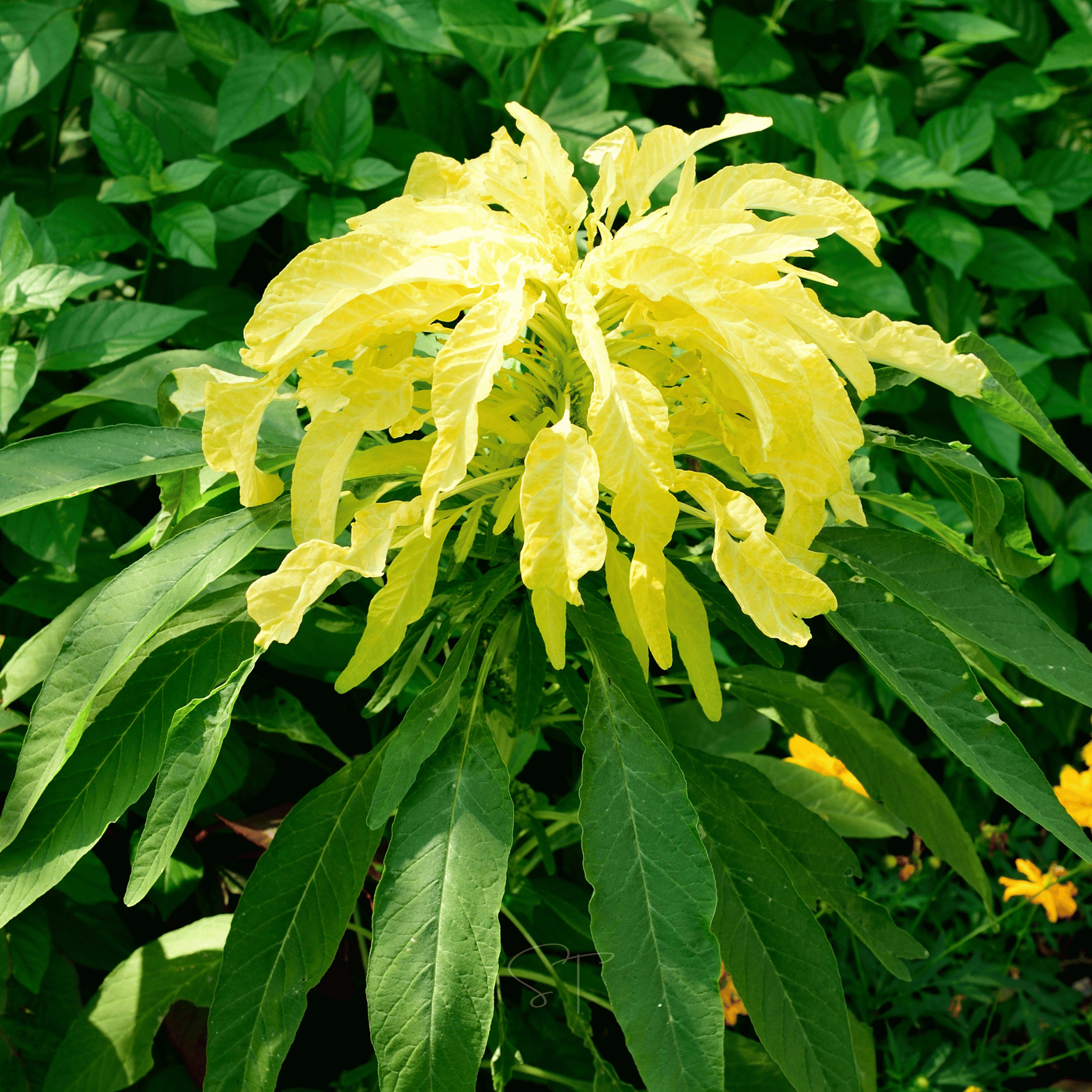 Yellow Amaranth – 100 Seeds Southern Seeds