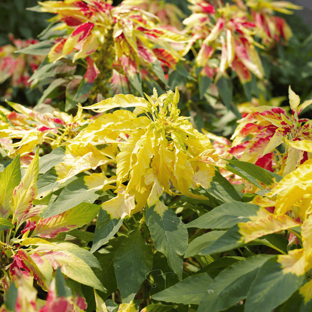 Yellow Amaranth – 100 Seeds Southern Seeds
