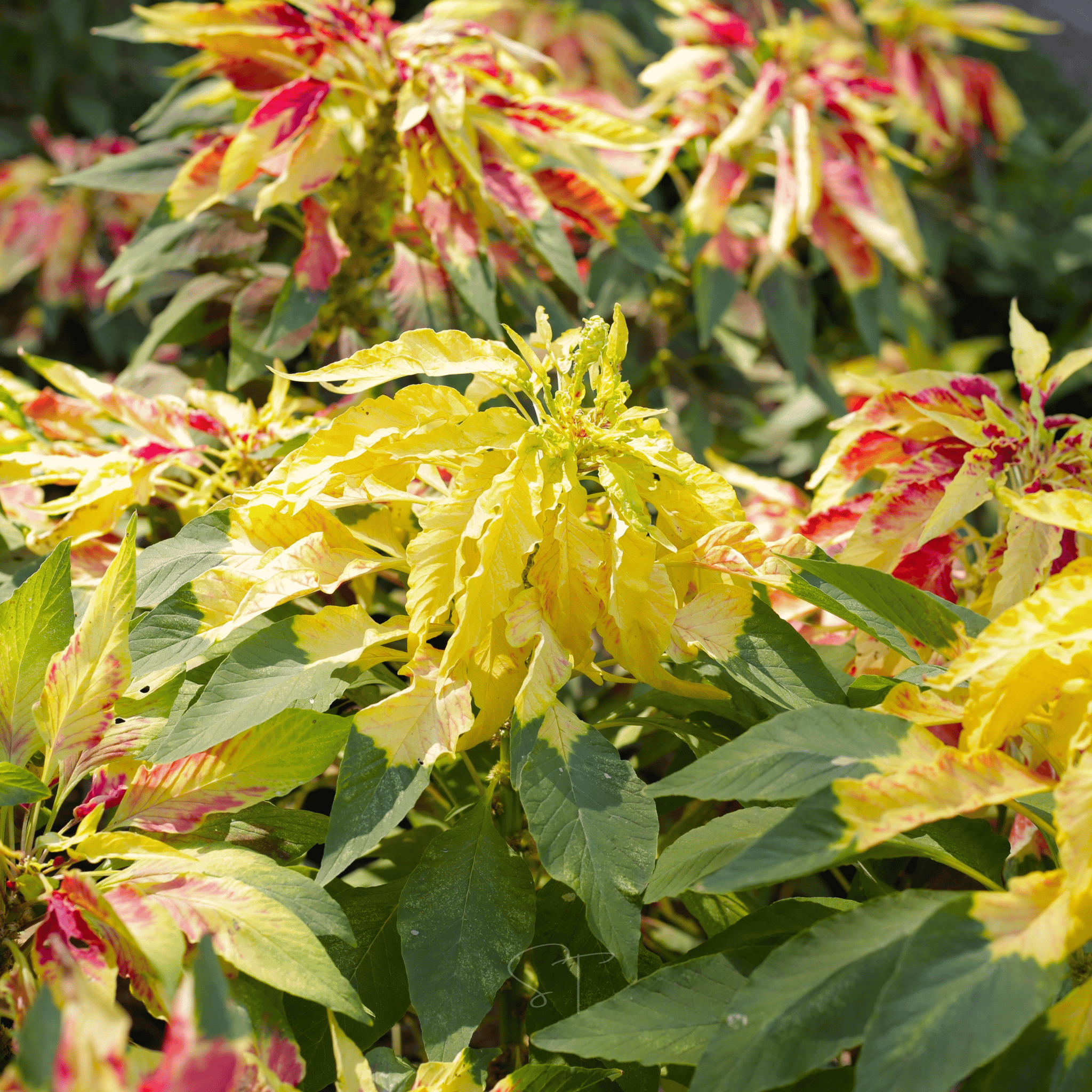Yellow Amaranth – 100 Seeds Southern Seeds