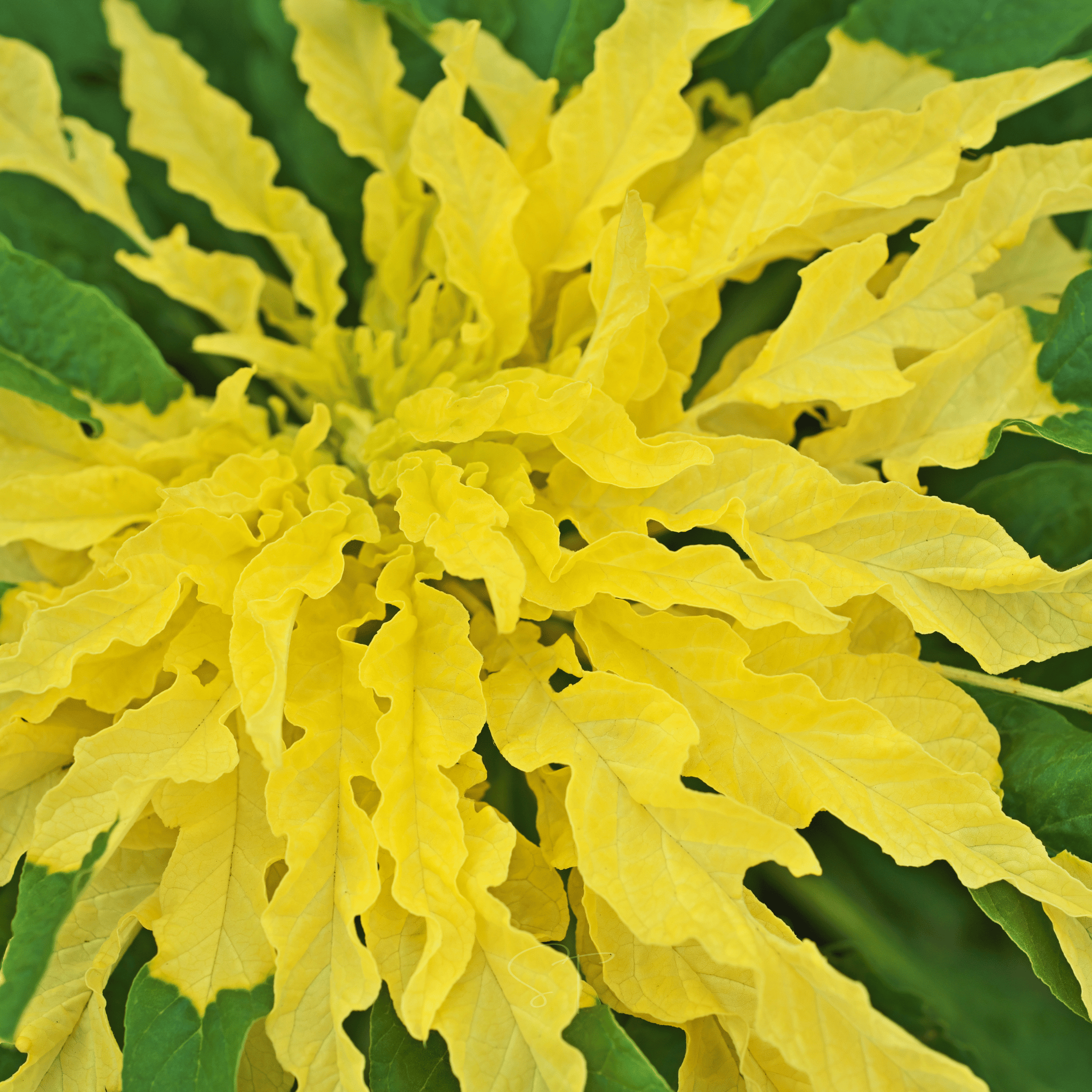 Yellow Amaranth – 100 Seeds Southern Seeds