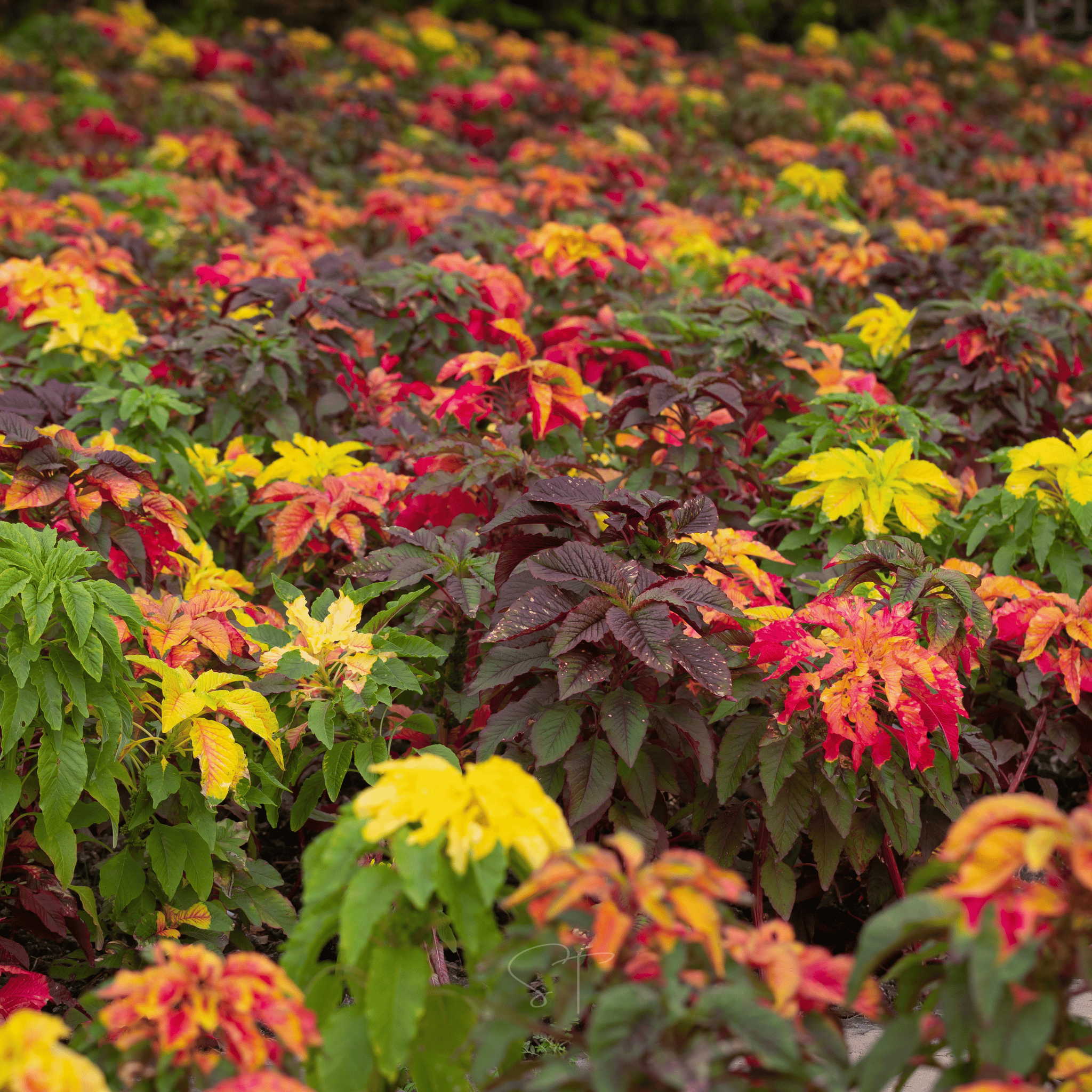 Yellow Amaranth – 100 Seeds Southern Seeds
