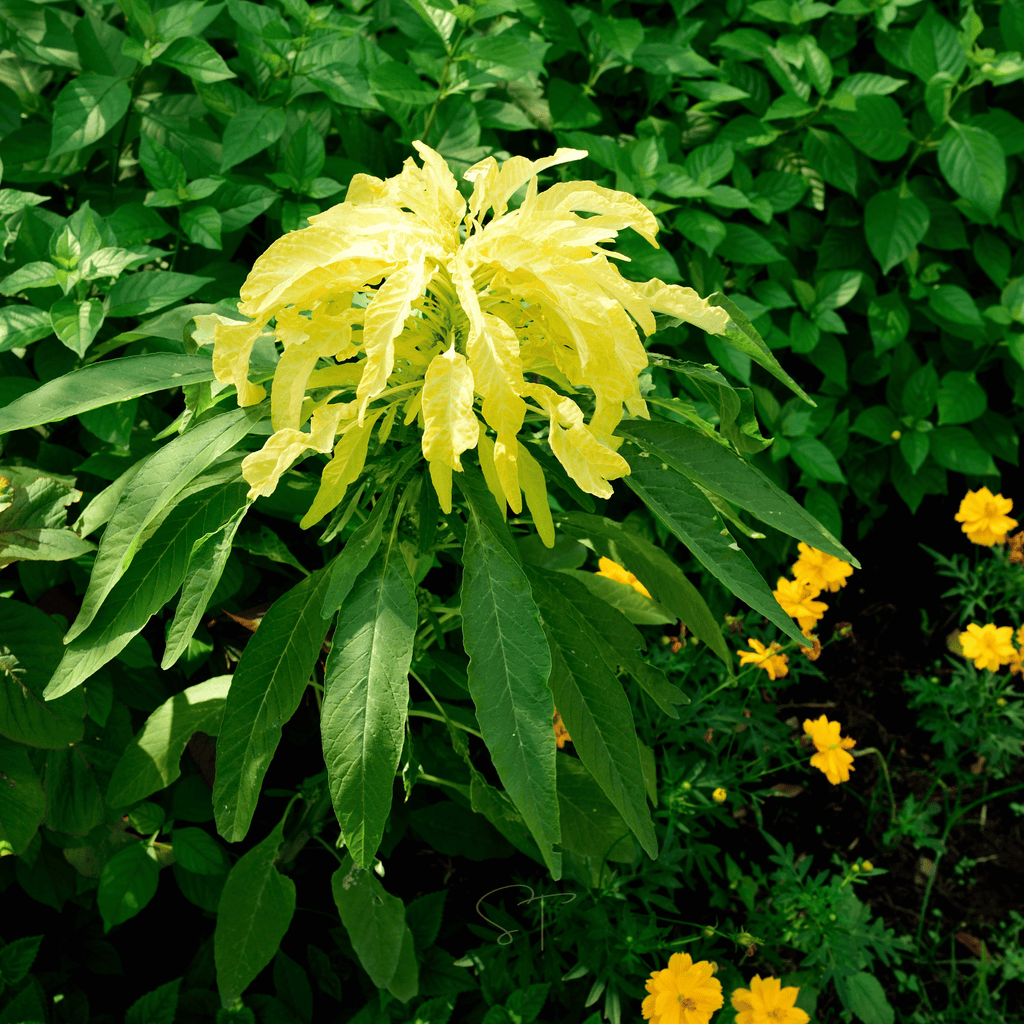 Yellow Amaranth – 100 Seeds Southern Seeds