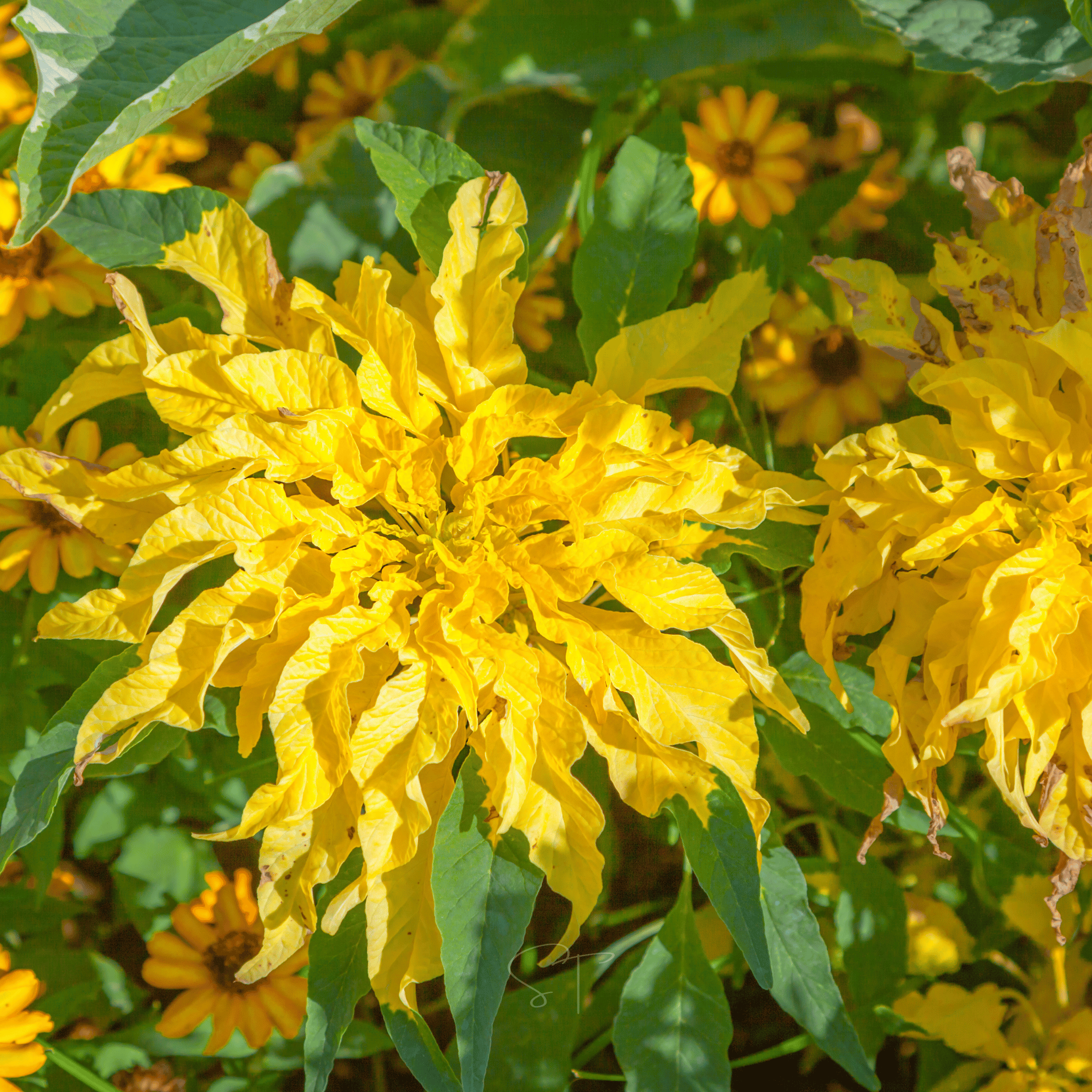 Yellow Amaranth – 100 Seeds Southern Seeds