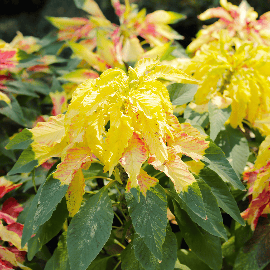 Yellow Amaranth – 100 Seeds Southern Seeds
