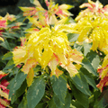 Yellow Amaranth – 100 Seeds Southern Seeds
