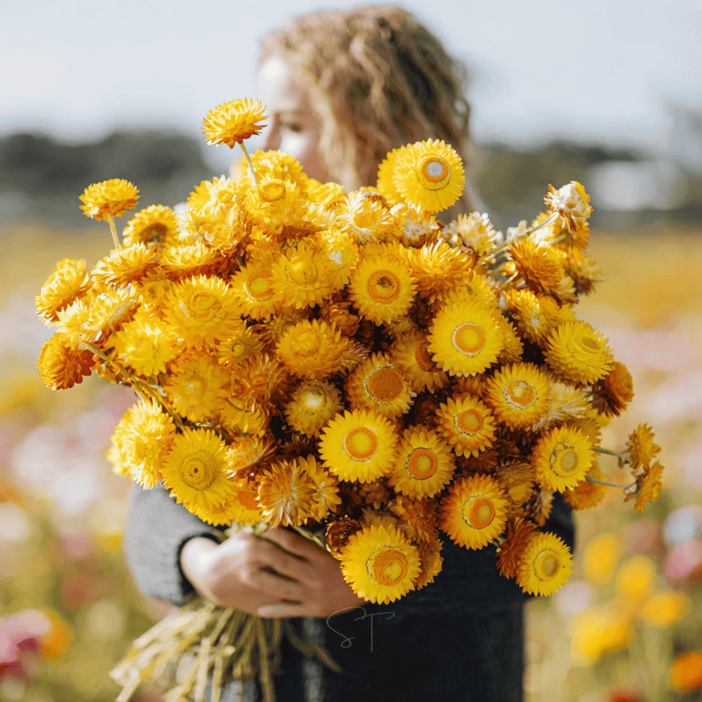 Yellow Strawflower – 100 Seeds Southern Seeds