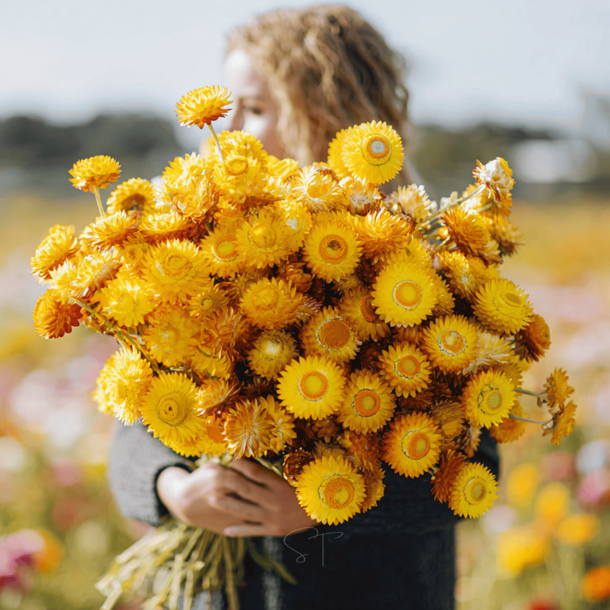 Yellow Strawflower – 100 Seeds Southern Seeds