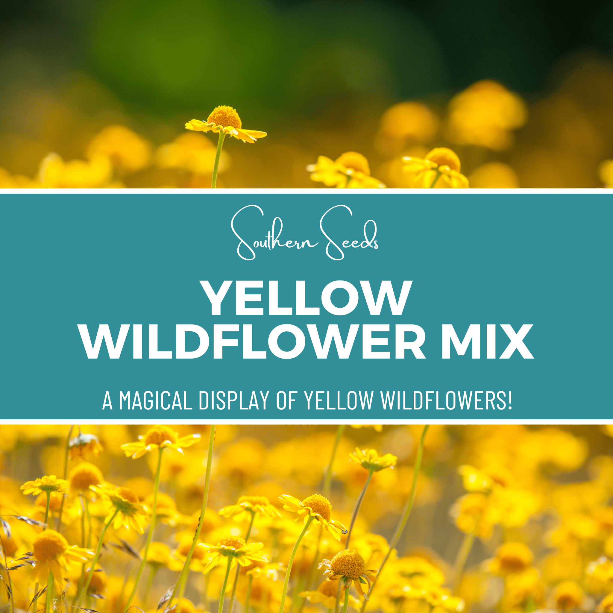 Yellow Wildflower Seed Mix – 1,000 Seeds Southern Seeds