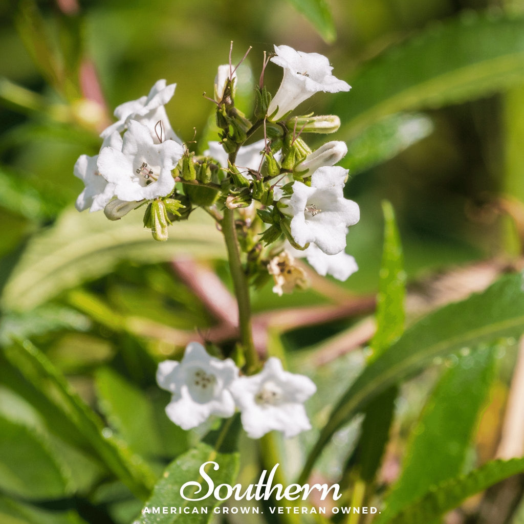 Yerba Santa – 30 Seeds Southern Seeds