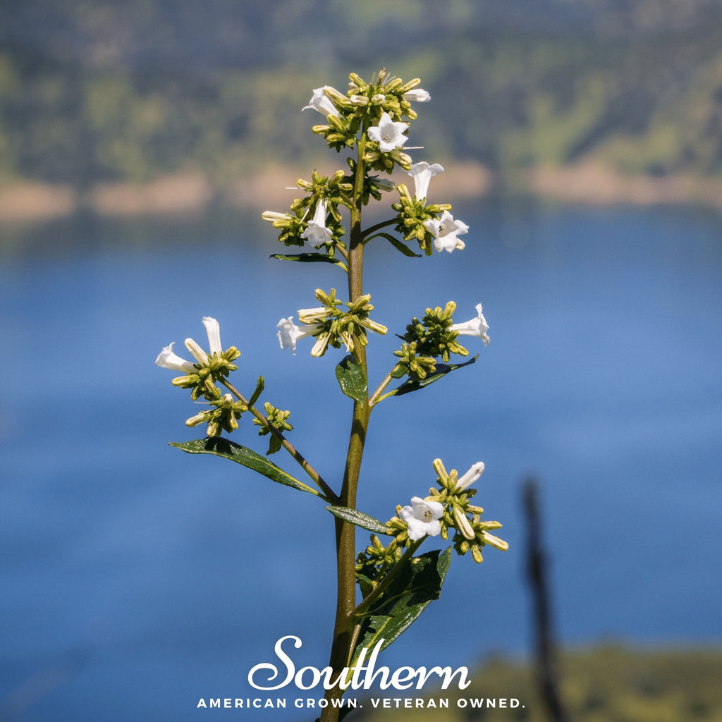 Yerba Santa – 30 Seeds Southern Seeds