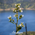 Yerba Santa – 30 Seeds Southern Seeds