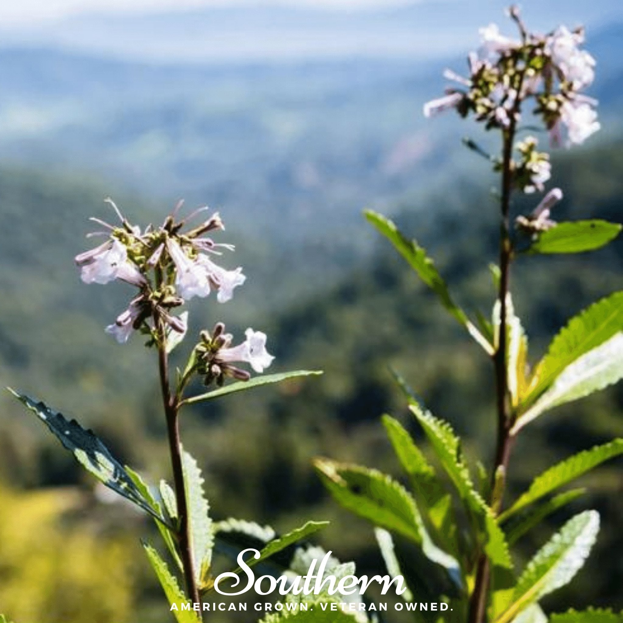 Yerba Santa – 30 Seeds Southern Seeds