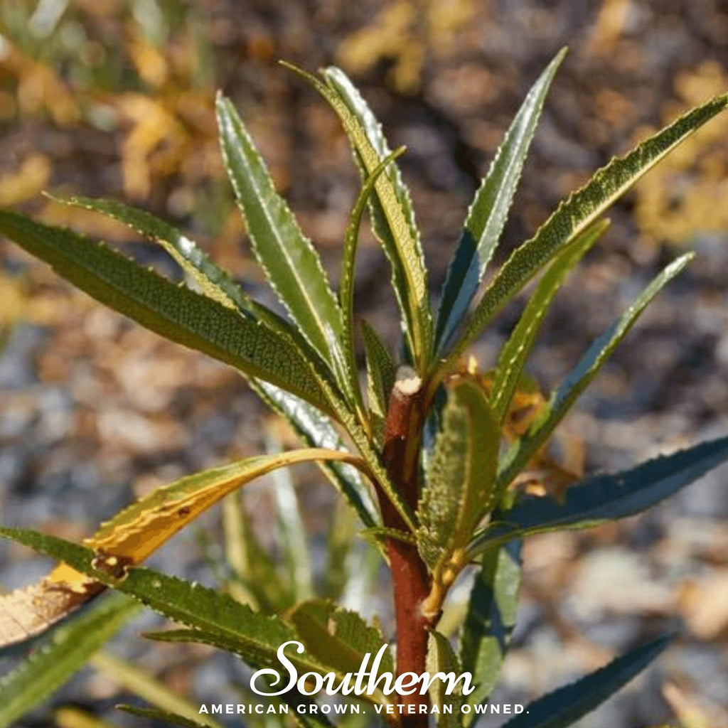 Yerba Santa – 30 Seeds Southern Seeds