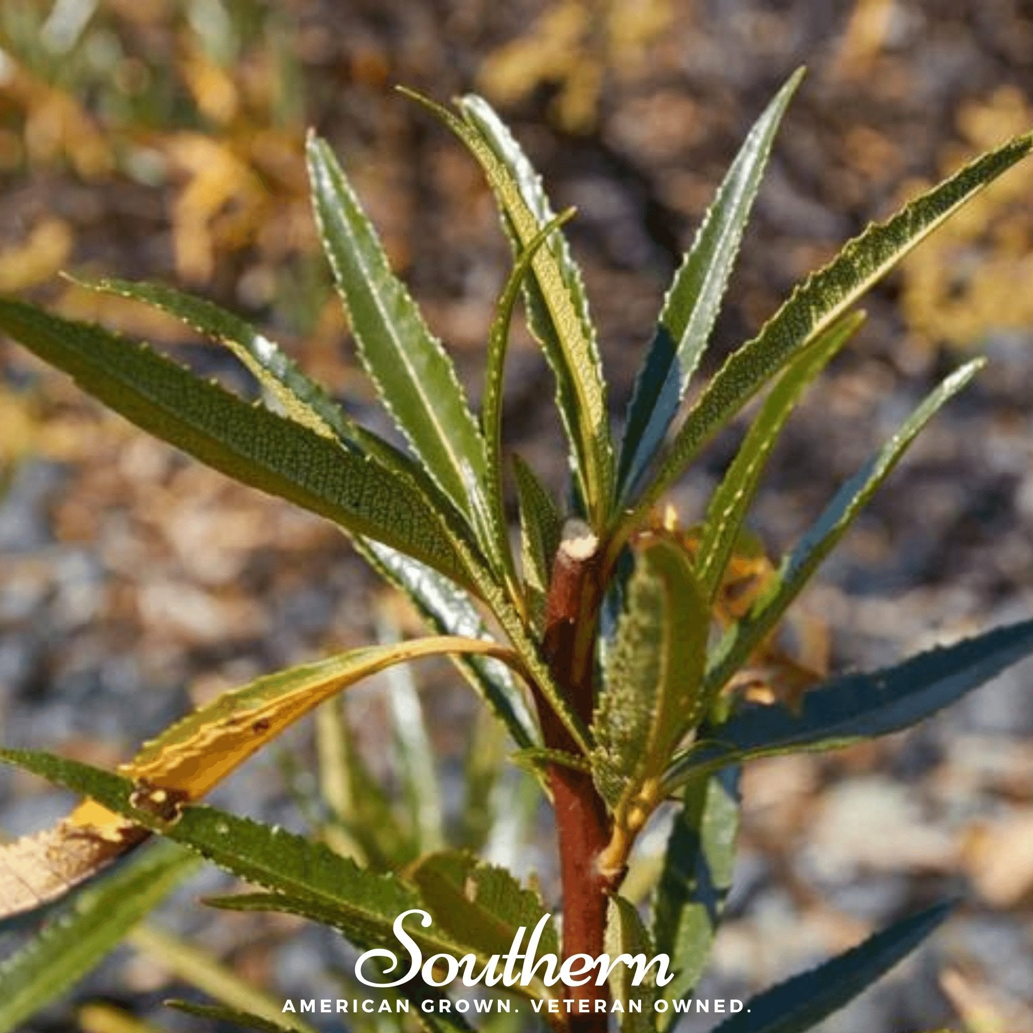 Yerba Santa – 30 Seeds Southern Seeds