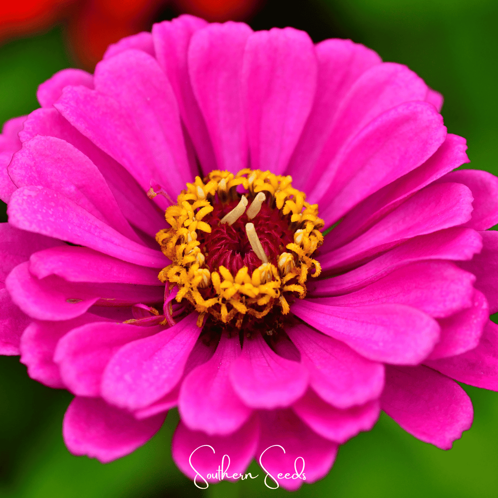 Blueberry Cheesecake Zinnia – 100 Seeds Southern Seeds