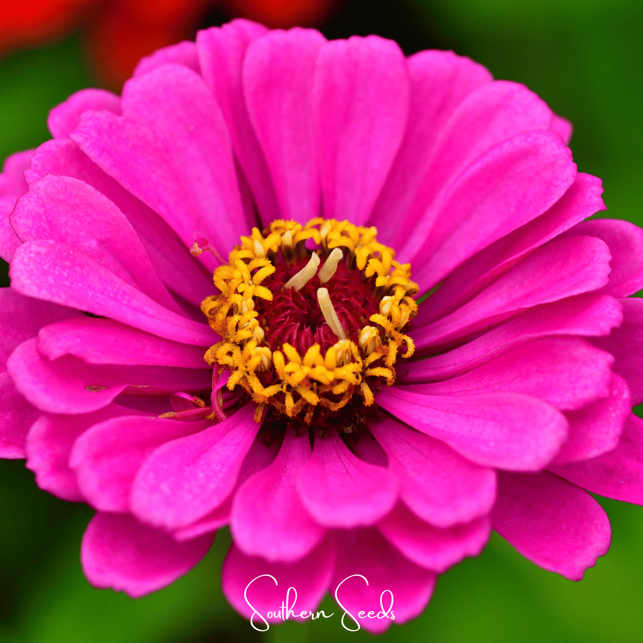 Blueberry Cheesecake Zinnia – 100 Seeds Southern Seeds