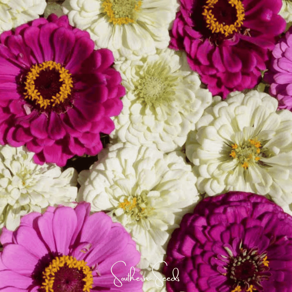 Blueberry Cheesecake Zinnia – 100 Seeds Southern Seeds