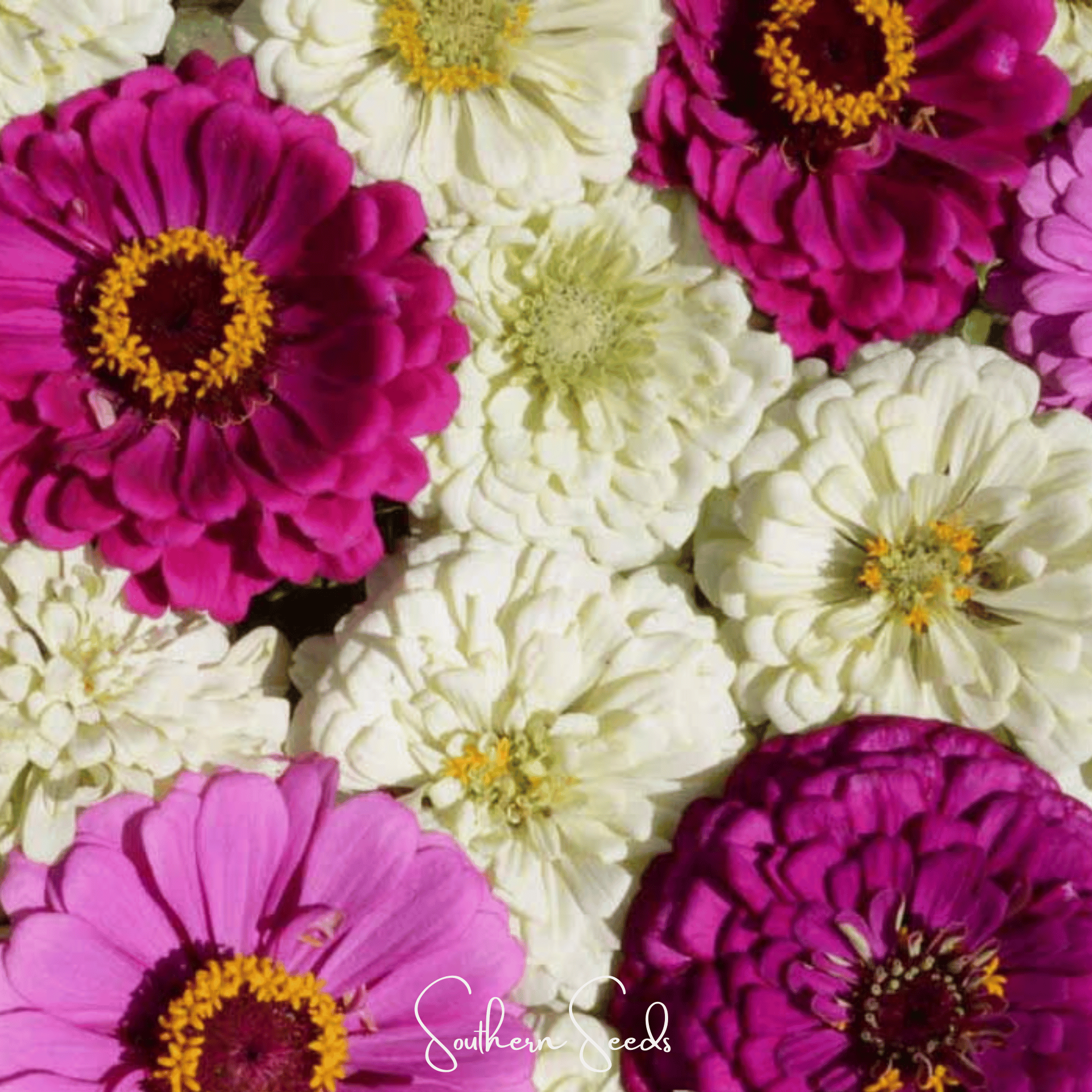 Blueberry Cheesecake Zinnia – 100 Seeds Southern Seeds