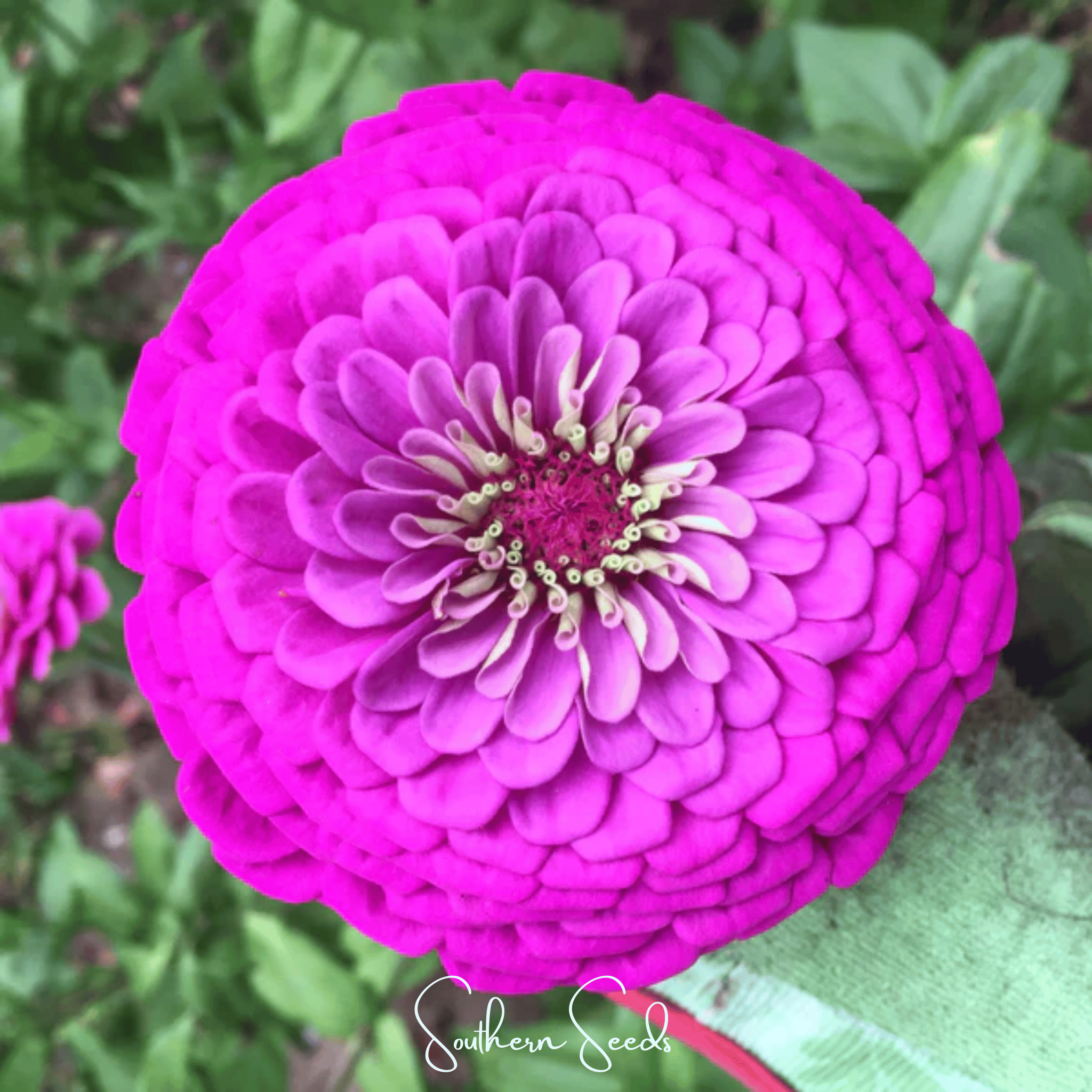Blueberry Cheesecake Zinnia – 100 Seeds Southern Seeds