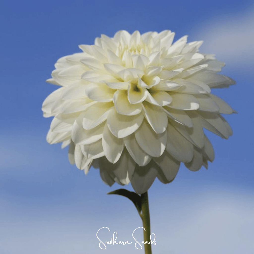 Blueberry Cheesecake Zinnia – 100 Seeds Southern Seeds