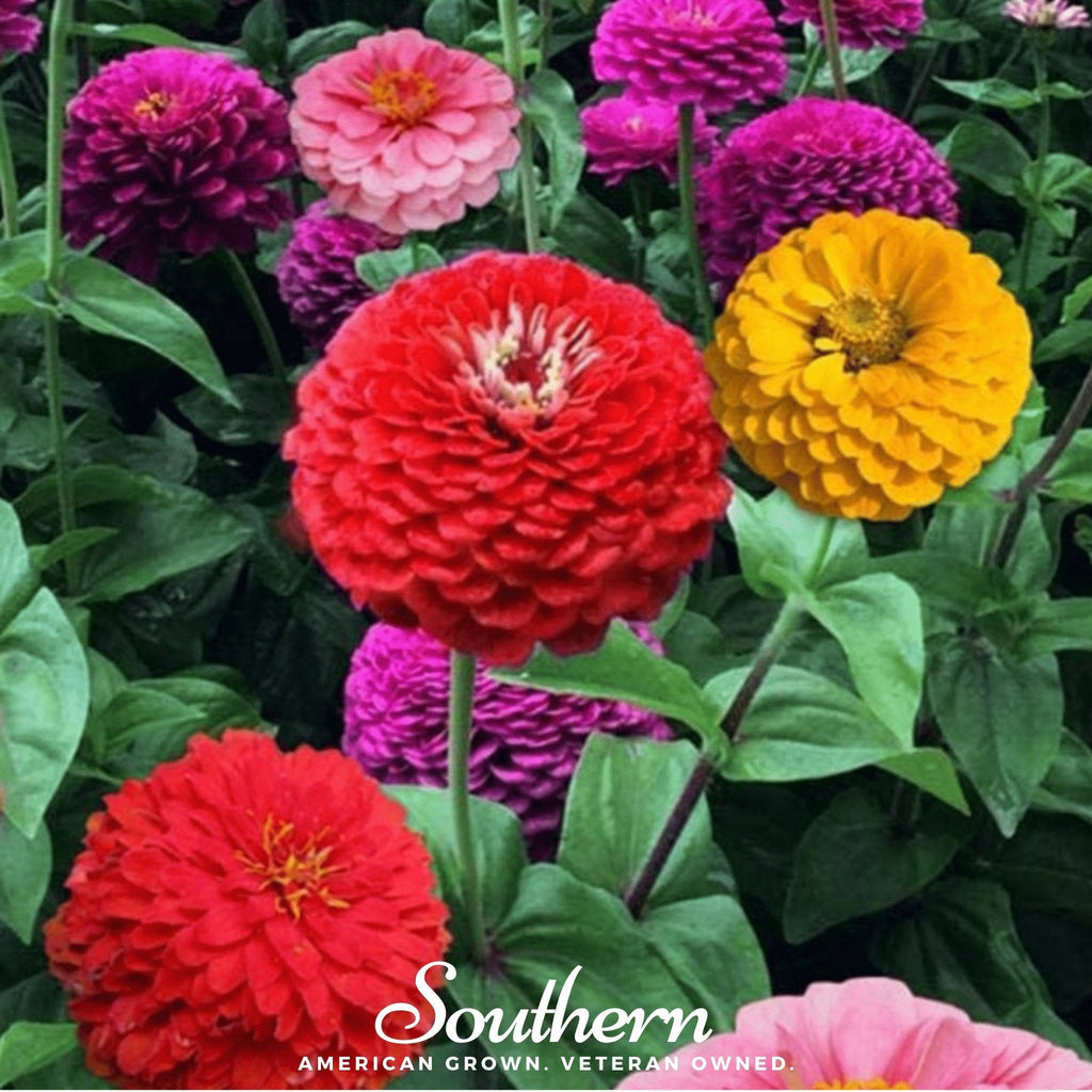 California Giants Zinnia – 100 Seeds Southern Seeds