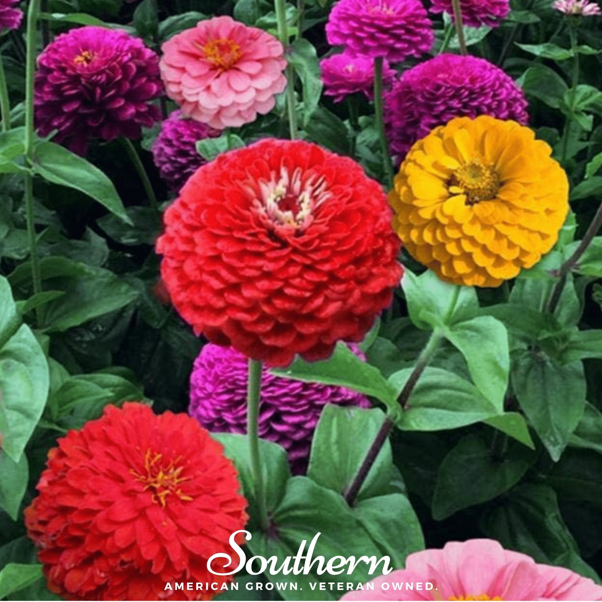 California Giants Zinnia – 100 Seeds Southern Seeds