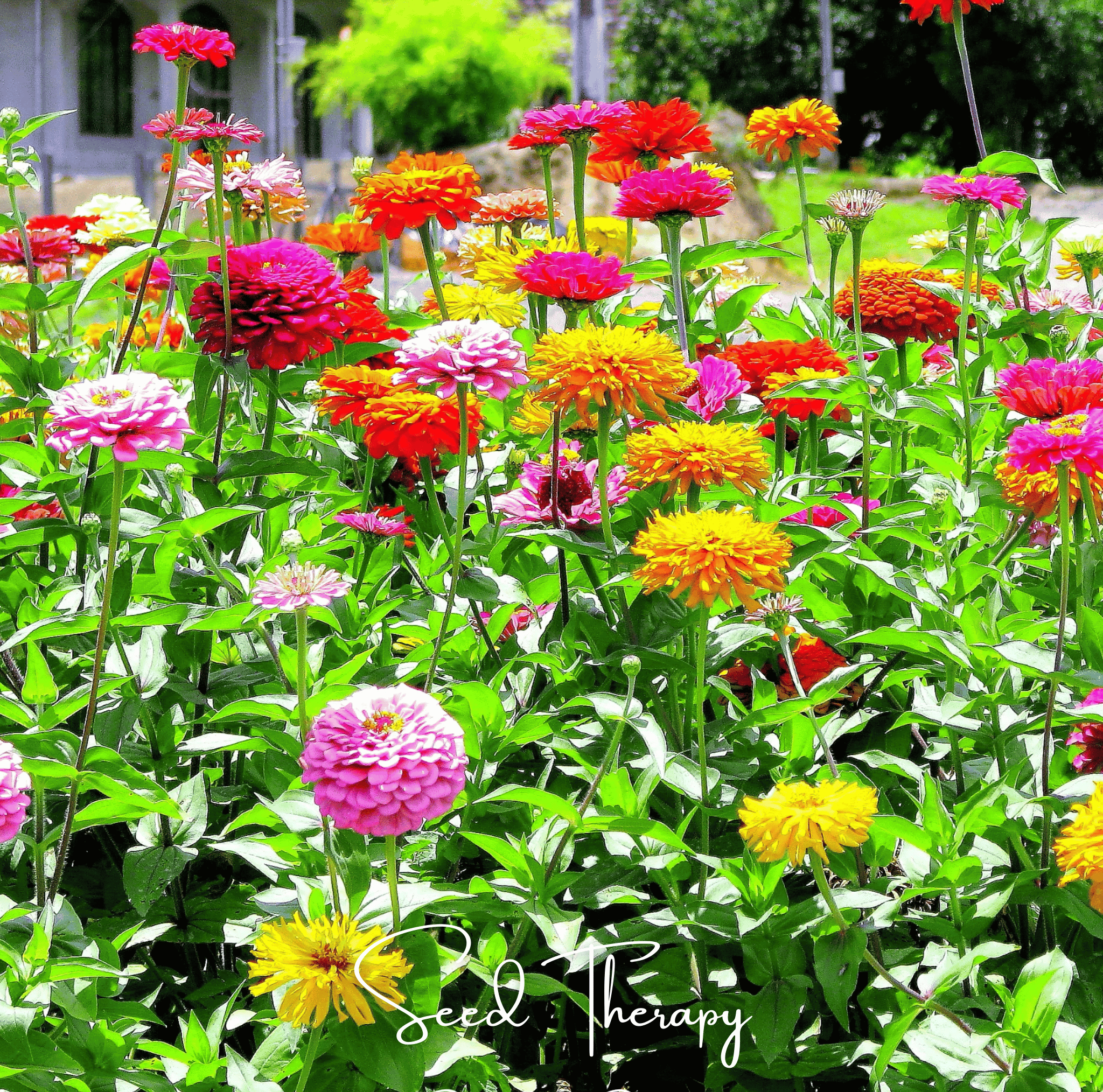 California Giants Zinnia – 100 Seeds Southern Seeds