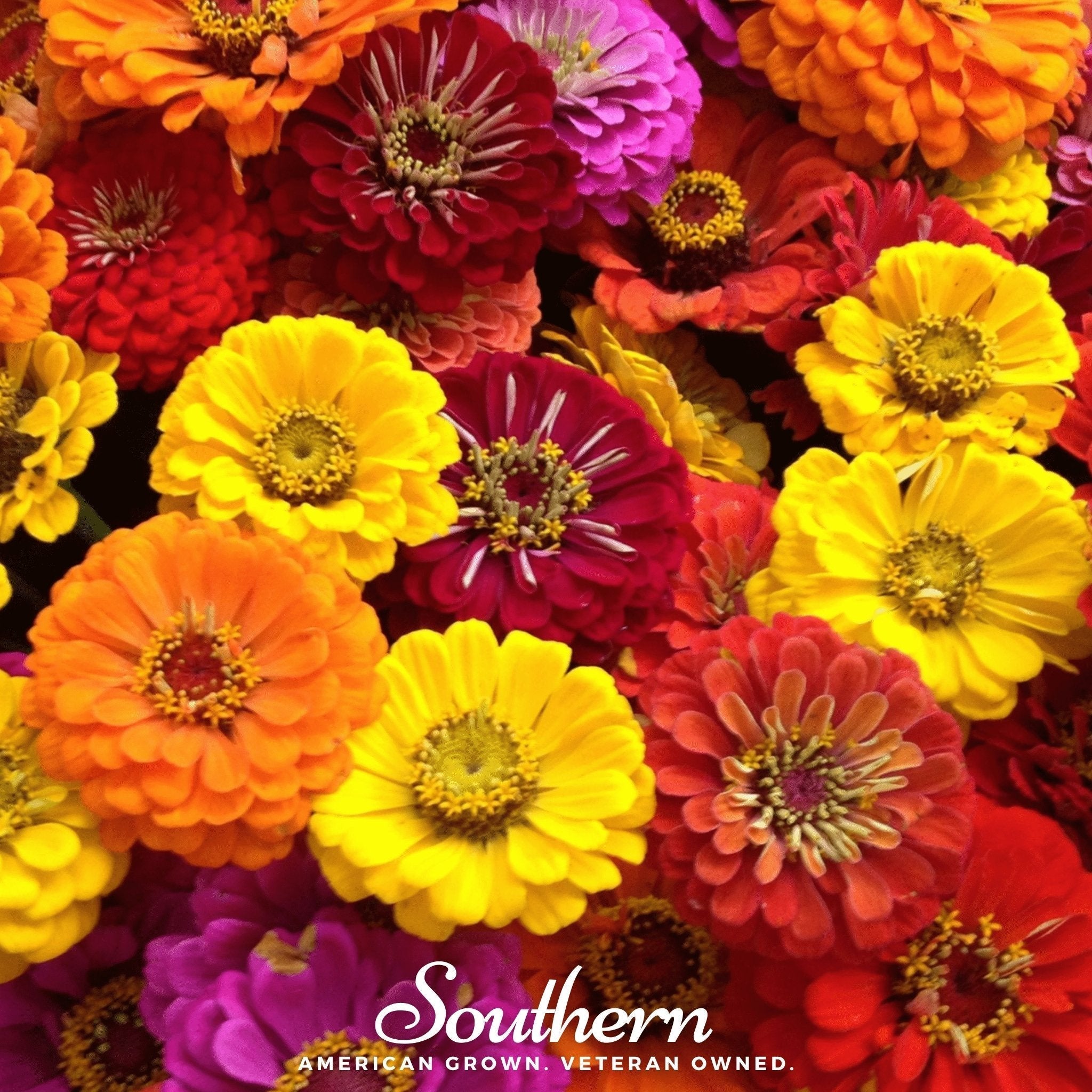 California Giants Zinnia – 100 Seeds Southern Seeds